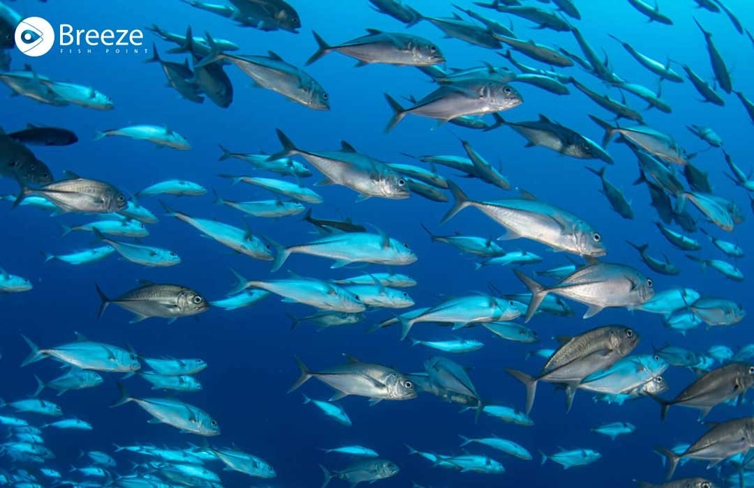Explore Numerous Types Of Fish In Pakistan