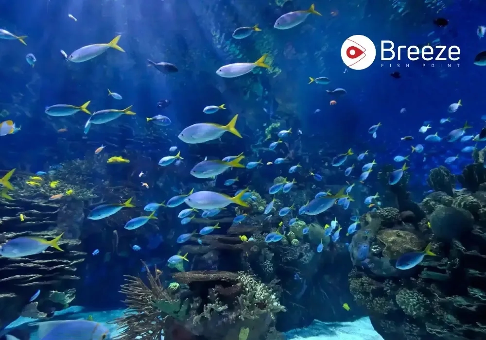 How to Identify Fish | Easy, Practical Tips for Aquarium & Marine Species